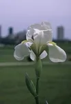 Iris Fry