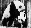 Ling Mung