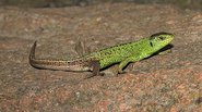 Sal Lizard