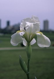 Iris Fry