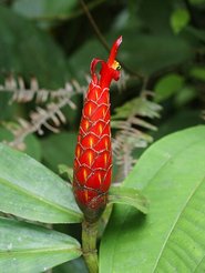 Costus